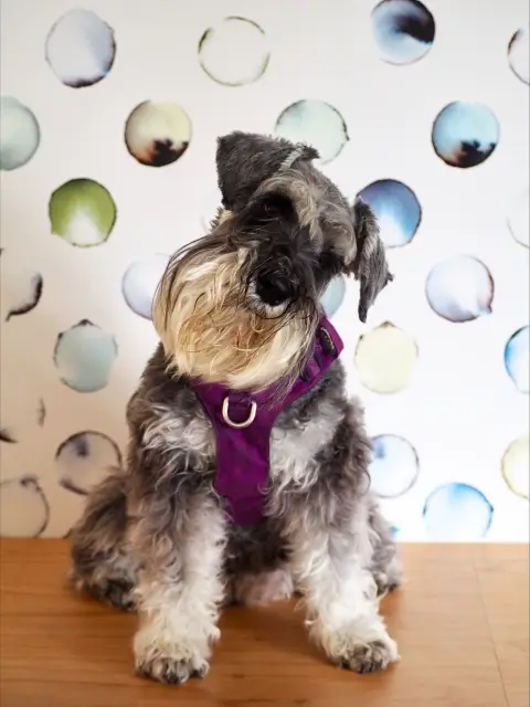 daisy_GSP_UID_9c342fea-a77b-4684-a3d8-54d65d1d2a7d (1)