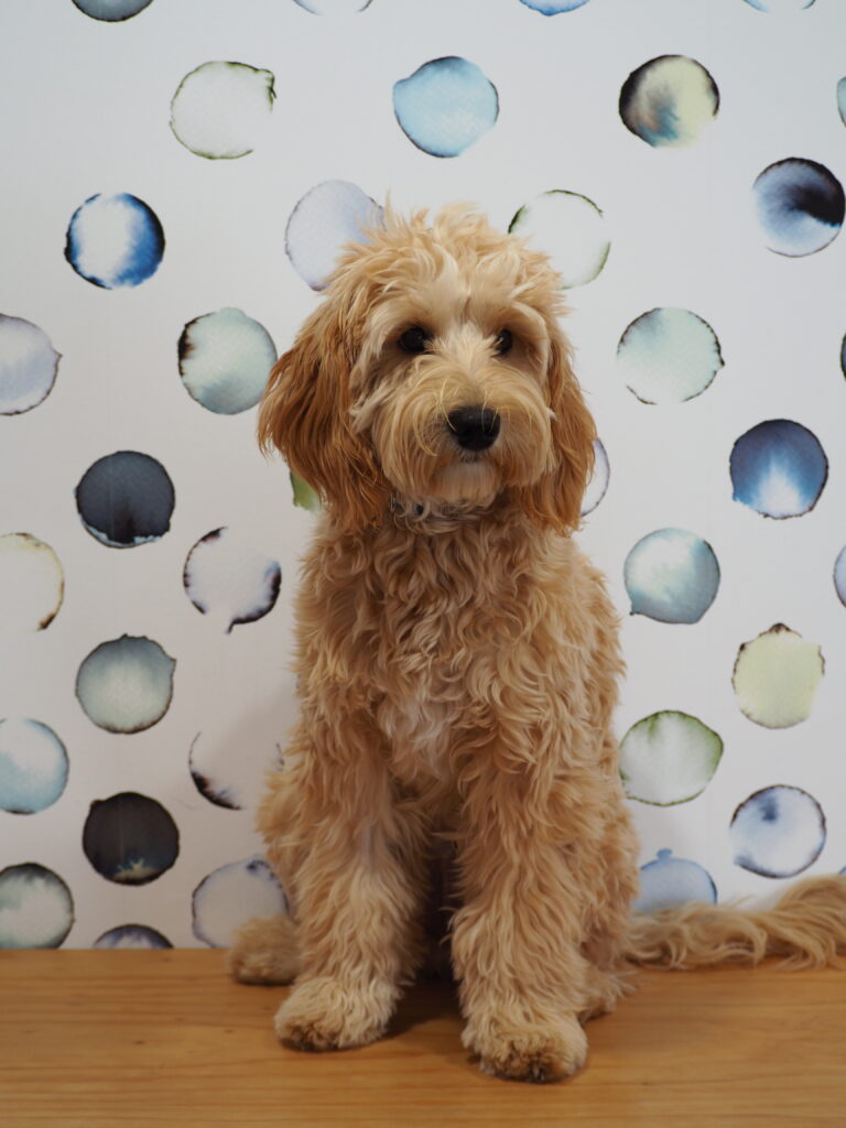 Molly